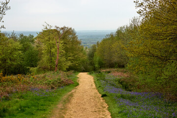 Fototapeta na wymiar Walking path in Surrey Hills, South England