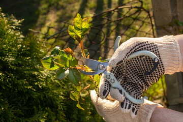 Work in garden, roses pruning