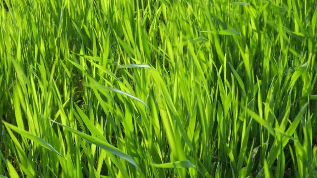 The trembling of rye leaves under the influence of wind.
The leaves of the rye growing in the field flutter in the wind.
