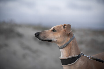 Ivo the spanish greyhound on a winter beach in Viareggio, Italy