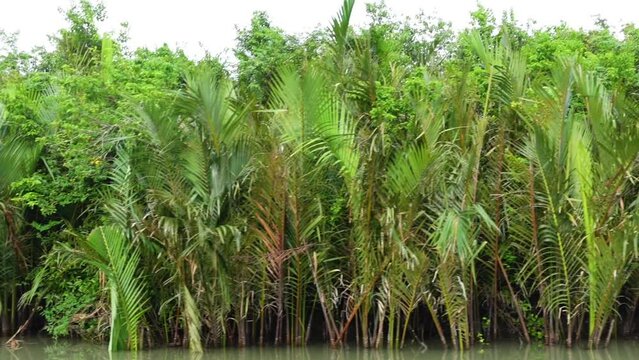 Rows of green Golpata or Nypa fruticans trees in the Sundarbans mangrove forest as seen from a moving tourist boat.