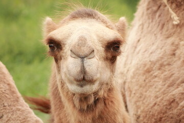 Fototapeta premium Camel closeup.