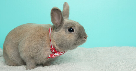grey bunny rabbit wearing a red and white striped bow tie side profile portrait