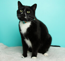 black and white short haired cat sitting down wearing a collar portrait