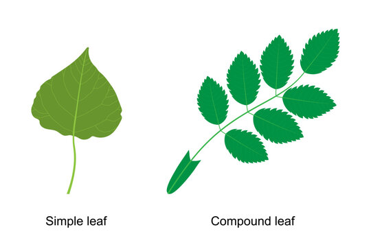 Types of leaf. Compound leaf. Simple leaf. Poplar leaf and rosehip leaf.