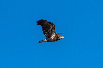 Bald Eagle flying in flight
