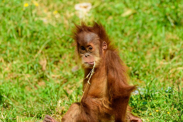 Baby orangutan sitting on the grass in a zoo and eating a dry blade of grass.  © Gur
