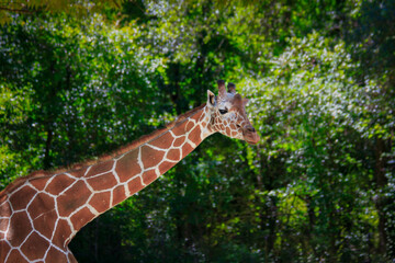 Giraffe in sunlight with out of focus green background
