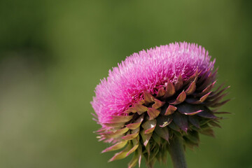 Pink thistle and soft green background from the side.