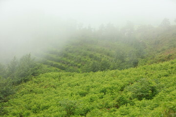 Mountain landscape in the mist. Tropical rainforest in the fog 