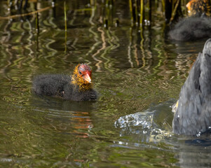 Coot parents feeding very demanding young babies, bird parents feeding fledglings in the water in the sunshine