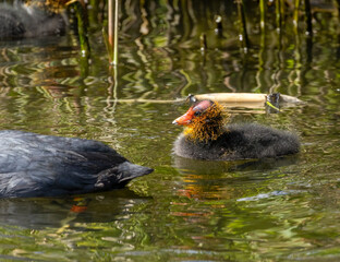 Coot parents feeding very demanding young babies, bird parents feeding fledglings in the water in the sunshine