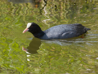 Coot parents feeding very demanding young babies, bird parents feeding fledglings in the water in the sunshine