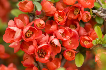   natural red color background image. close up ofJapanese quince flowers.