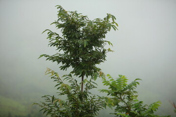 Mountain landscape in the mist. Tropical rainforest in the fog 