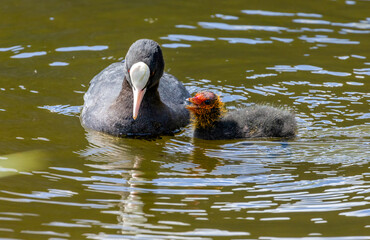 Coot parents feeding very demanding young babies, bird parents feeding fledglings in the water in the sunshine