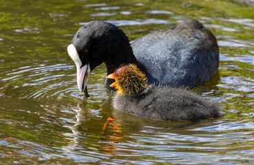 Coot parents feeding very demanding young babies, bird parents feeding fledglings in the water in the sunshine