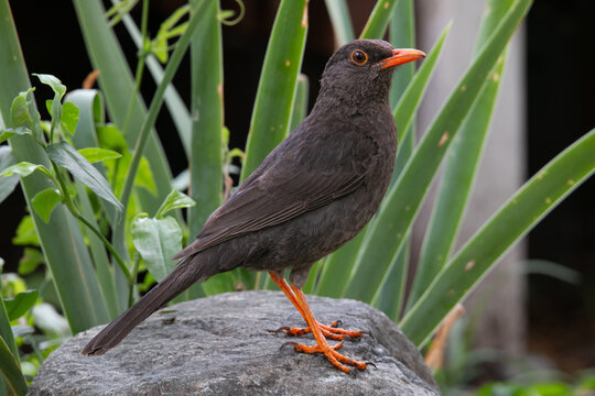 Zorzal Negro Turdus serranus