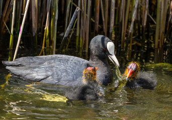 Coot parents feeding very demanding young babies, bird parents feeding fledglings in the water in the sunshine