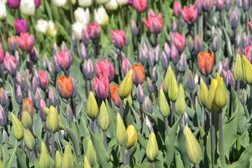 Tulipany kolorowe na plantacji