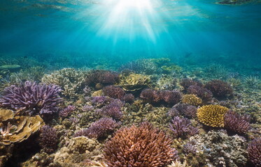 Naklejka na ściany i meble Sunlight underwater on a coral reef in the Pacific ocean, New Caledonia, Oceania