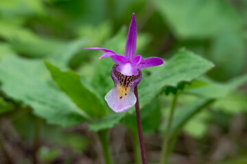 wild orchids