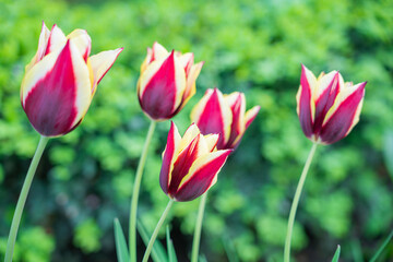 Red tulips close-up on a beautiful background