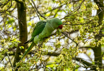 Rose ringed parakeets, ring necked parakeets, Indian ringneck parrots in the wild in Amsterdam 