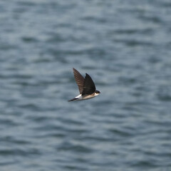 asian house martin in flight