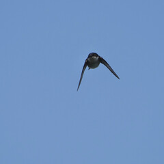 asian house martin in flight
