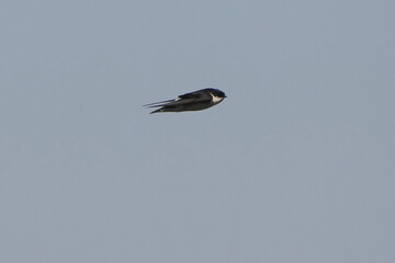 asian house martin in flight