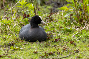 Coot lying down on the grass in a park in the sunshine 