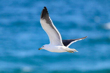 Fototapeta na wymiar Rio de Janeiro, RJ, Brazil, 04.30.2023 - Great black-backed gull, Larus marinus, flying over sea at Reserva Beach