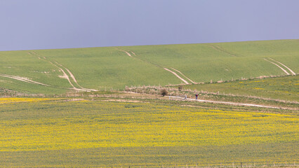 Lone hiker on a long distance path.