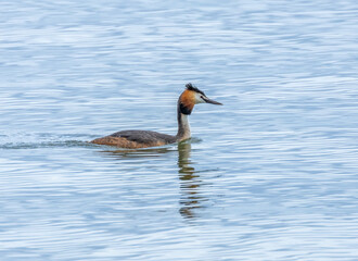 Great crested Grebe in full breeding plumage swimming in the water with natural background