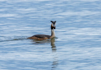 Great crested Grebe in full breeding plumage swimming in the water with natural background