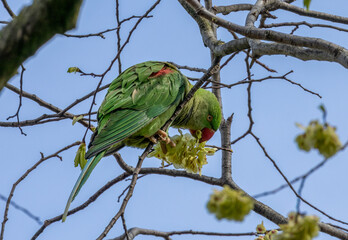 Rose ringed parakeets, ring necked parakeets, Indian ringneck parrots in the wild in Amsterdam 