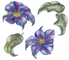 Watercolor drawing, twig with blue flowers. Clematis, bluebell, bindweed. Illustration for gift, postcard and packaging design.