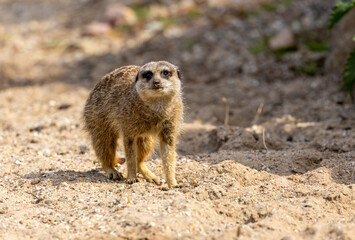 Cute meerkat walking about on the ground in the sunshine