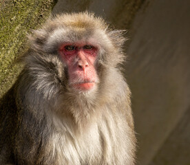 Japanese macaque monkey, ape, portrait, close up of face sitting in the sunshine looking at the camera