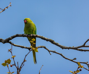Rose ringed parakeets, ring necked parakeets, Indian ringneck parrots in the wild in Amsterdam 