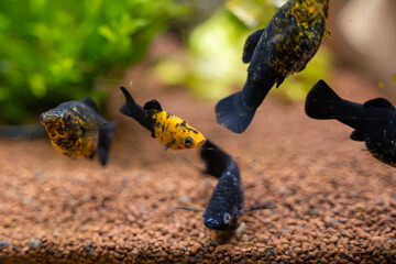 petits poisson en aquarium guppys