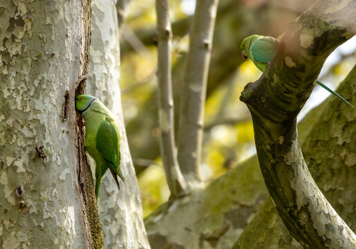 Rose ringed parakeets, ring necked parakeets, Indian ringneck parrots in the wild in Amsterdam 