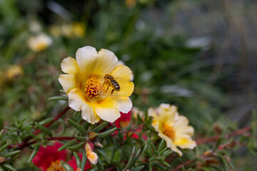 Honeybee collects nectar from flower of portulaca. Purslane flowering, macro. Entomology concept. Ecology theme