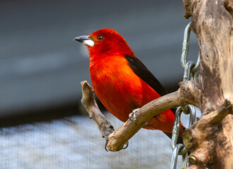 Male Brazilian Tanager bird with striking bright crimson body and black wings
