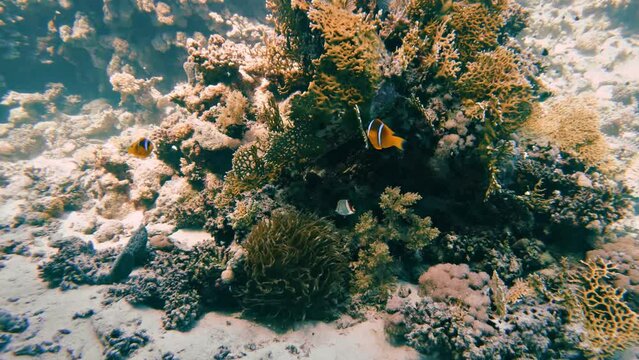 Diving in a coral reef with orange clownfishes (Amphiprion percula) in the Red Sea in egypt, slow-motion
