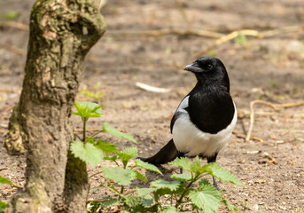 Magpie corvid bird  on the ground