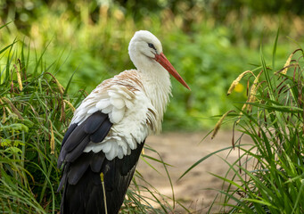 Large white stork preening and and looking curiously at the camera 