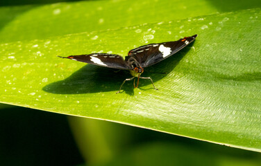Butterflies in butterfly house in zoo, Amsterdam.  Brightly coloured butterflies on leaves and flowers spreading wings