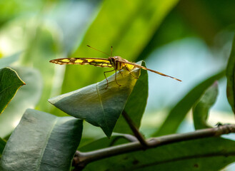 Butterflies in butterfly house in zoo, Amsterdam.  Brightly coloured butterflies on leaves and flowers spreading wings